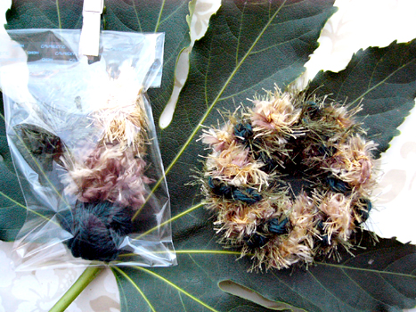 �V���V�� No.011