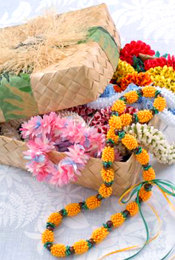 �p�C�i�b�v�����C�L�b�g